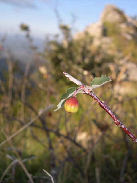 Cotoneaster integerrimus / Cotognastro minore